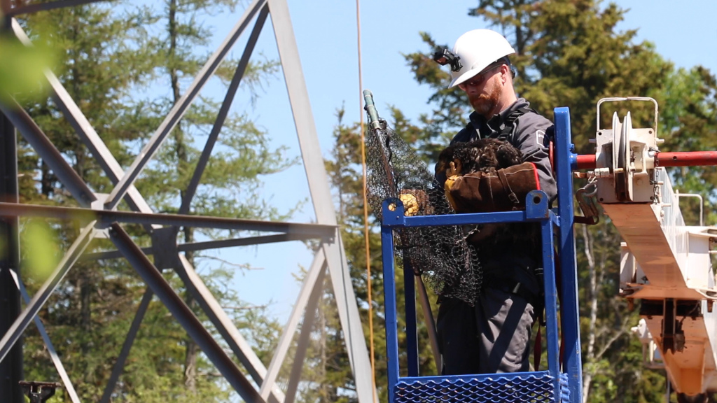 Eaglet rescue in progress