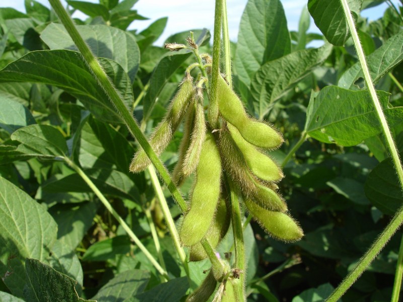 Soybeans in the field Soybeans in the field