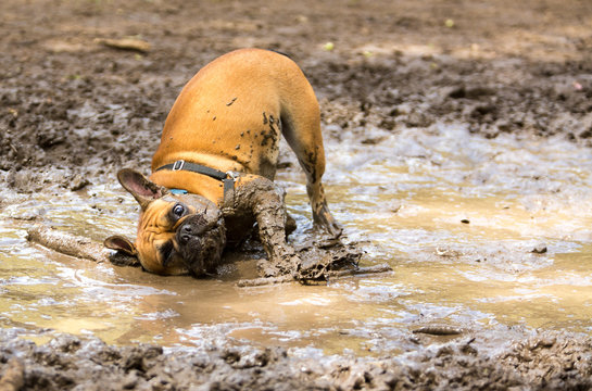 Leptospirosis can be transmitted through urine-contaminated water, such as stagnant or slow-moving water (e.g., puddles or ponds), that are frequented by wildlife.