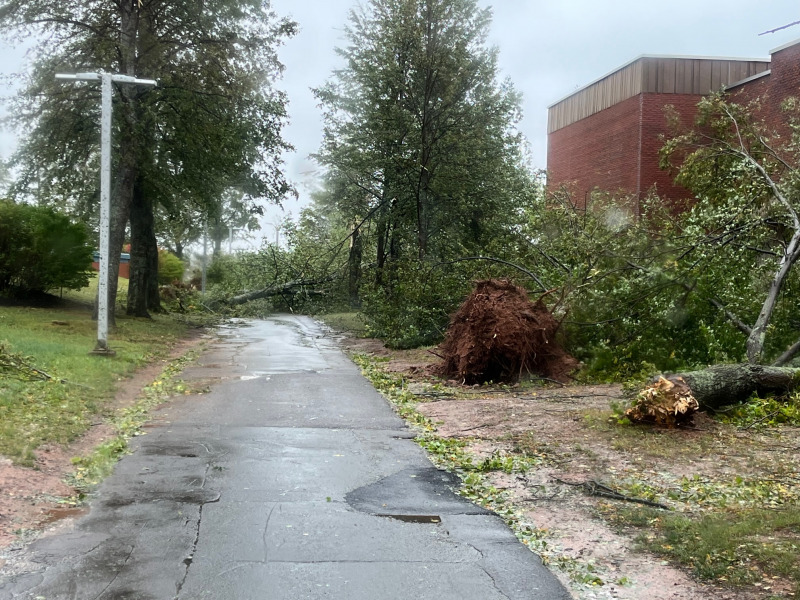 image of fallen trees obstructing pathway