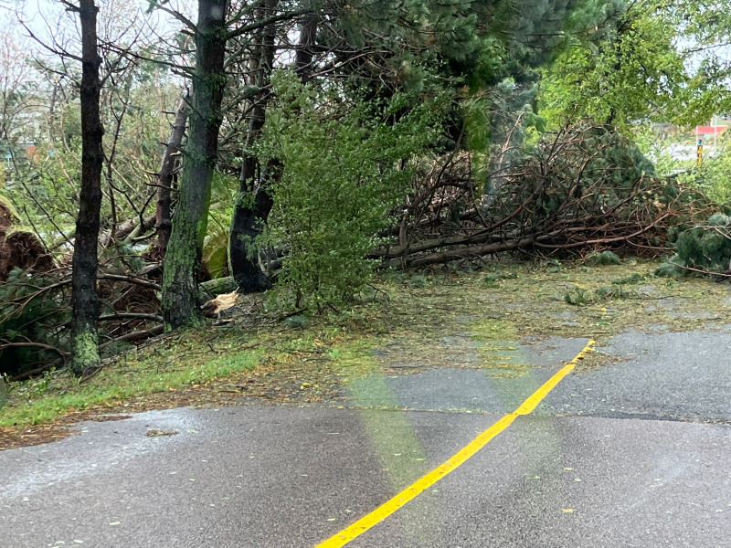 photo of trees blocking roadway