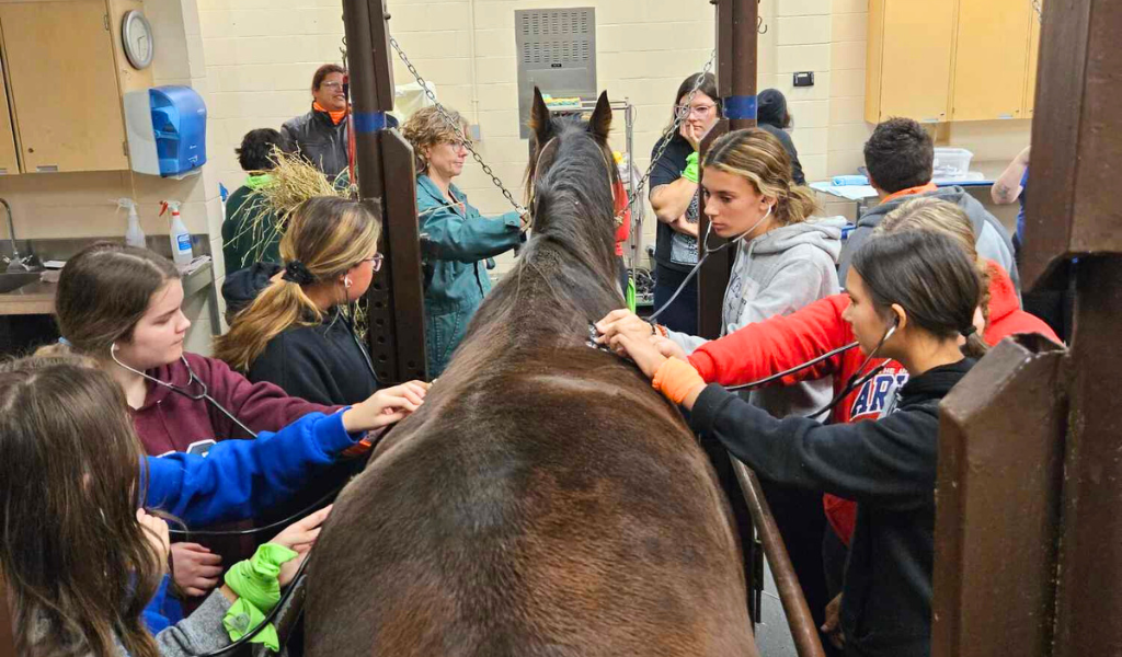 Campers listening to a horse's heartbeat