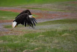 An eagle flies away