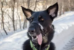 Boo shows off her pearly whites on a snowy day. Photo: David Taylor