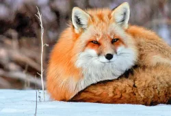 A fox in the snow