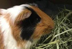 Waffles the guinea pig