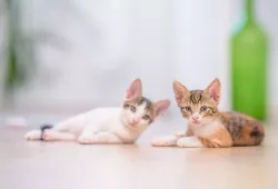 Kittens laying on the floor (Credit: Freepik)