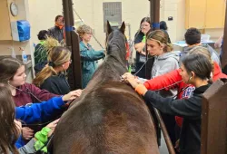 Campers listening to a horse's heartbeat