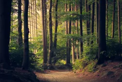 a forest at twilight