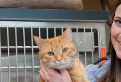 smiling DVM student holding an orange cat
