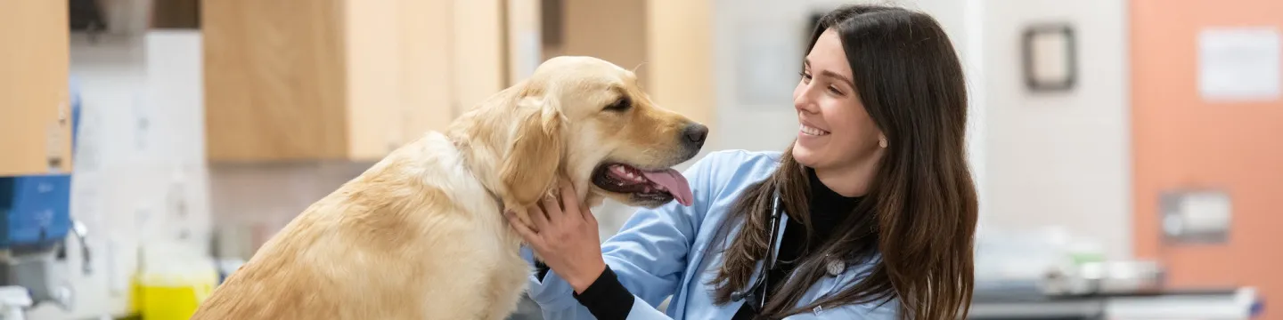 a veterinarian student examining a dog