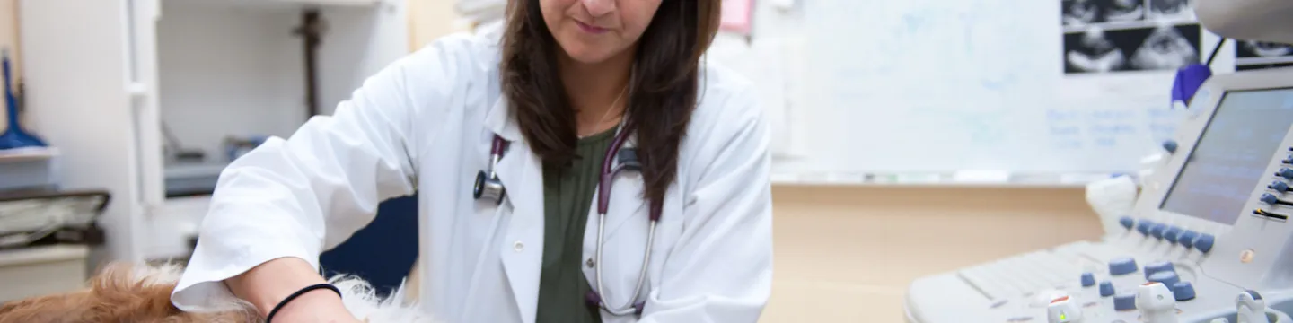 female veterinarian examining a spaniel